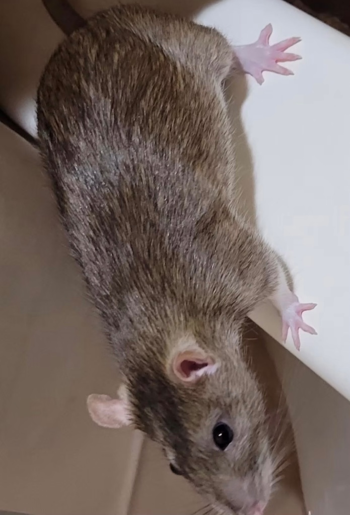 A pet rat climbing curiously on a surface