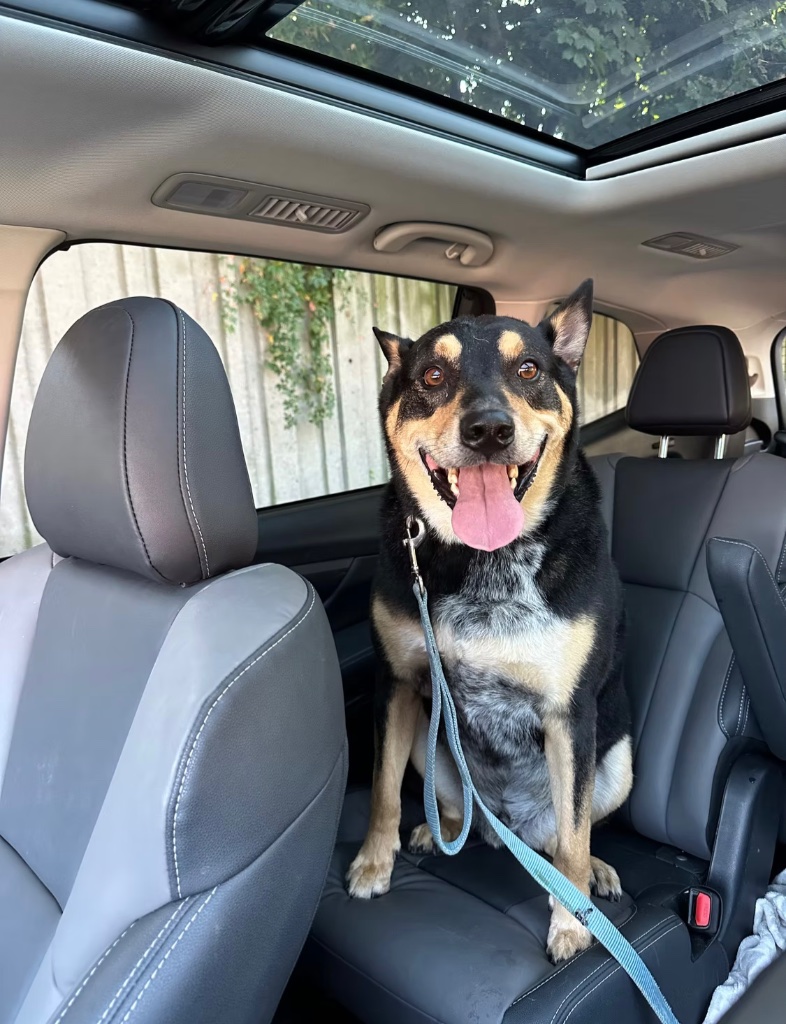 Happy dog sitting in a car backseat with tongue out, ready for an adventure