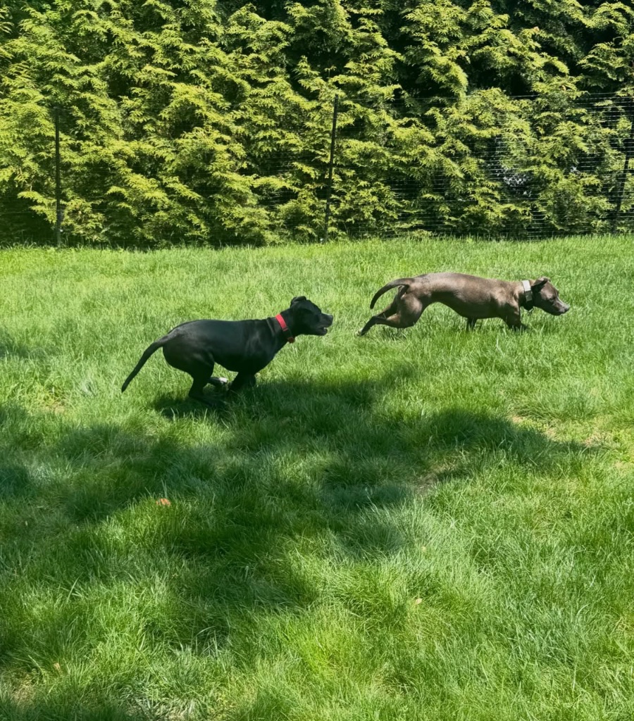 Two dogs running and playing together in a green grassy yard