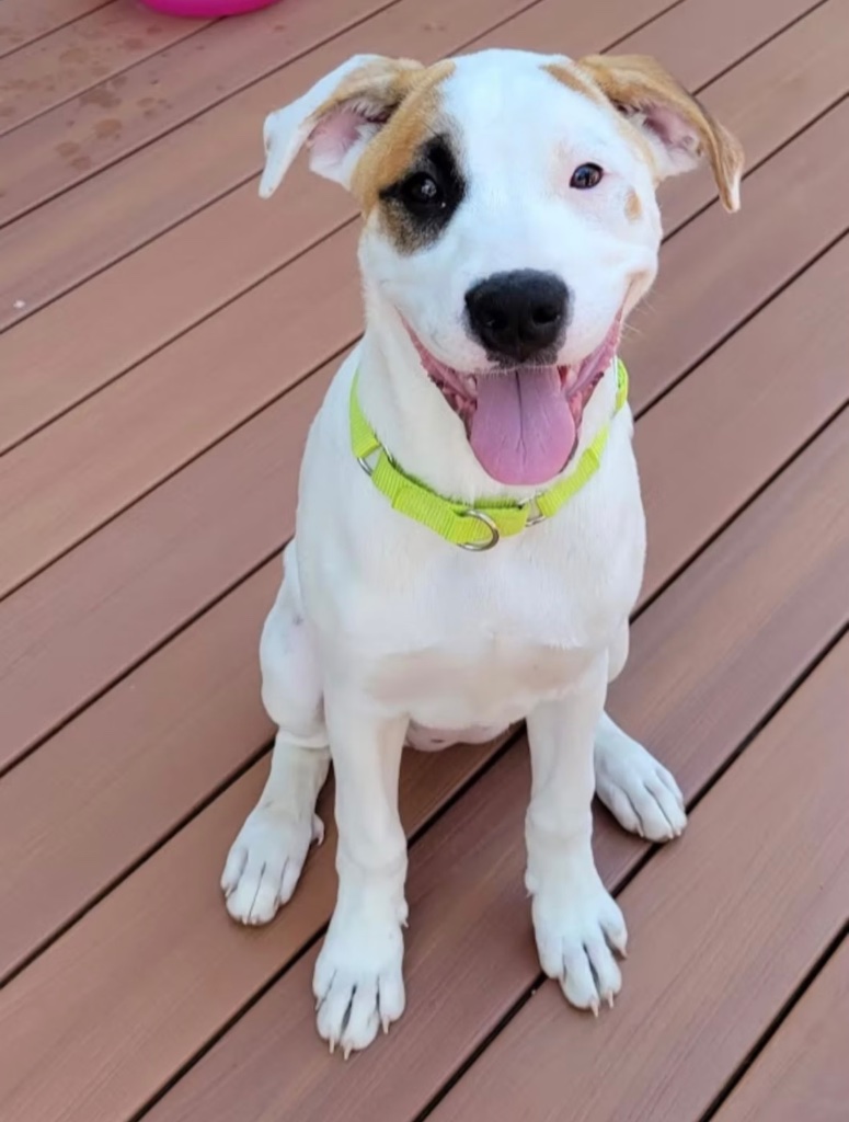 Happy white dog with yellow collar sitting on a deck with a big smile