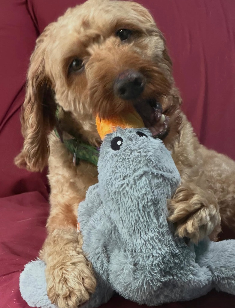 Fluffy golden doodle holding a stuffed hippo toy