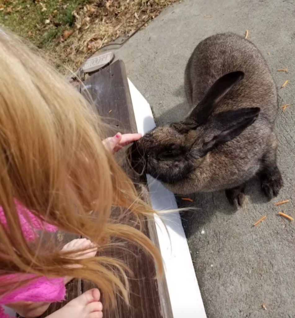 A child gently petting a large dark rabbit outdoors