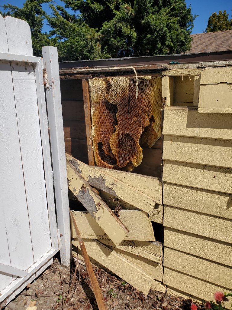 Bee Removal in San Diego County