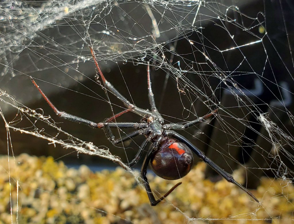 Spider Control in San Diego County