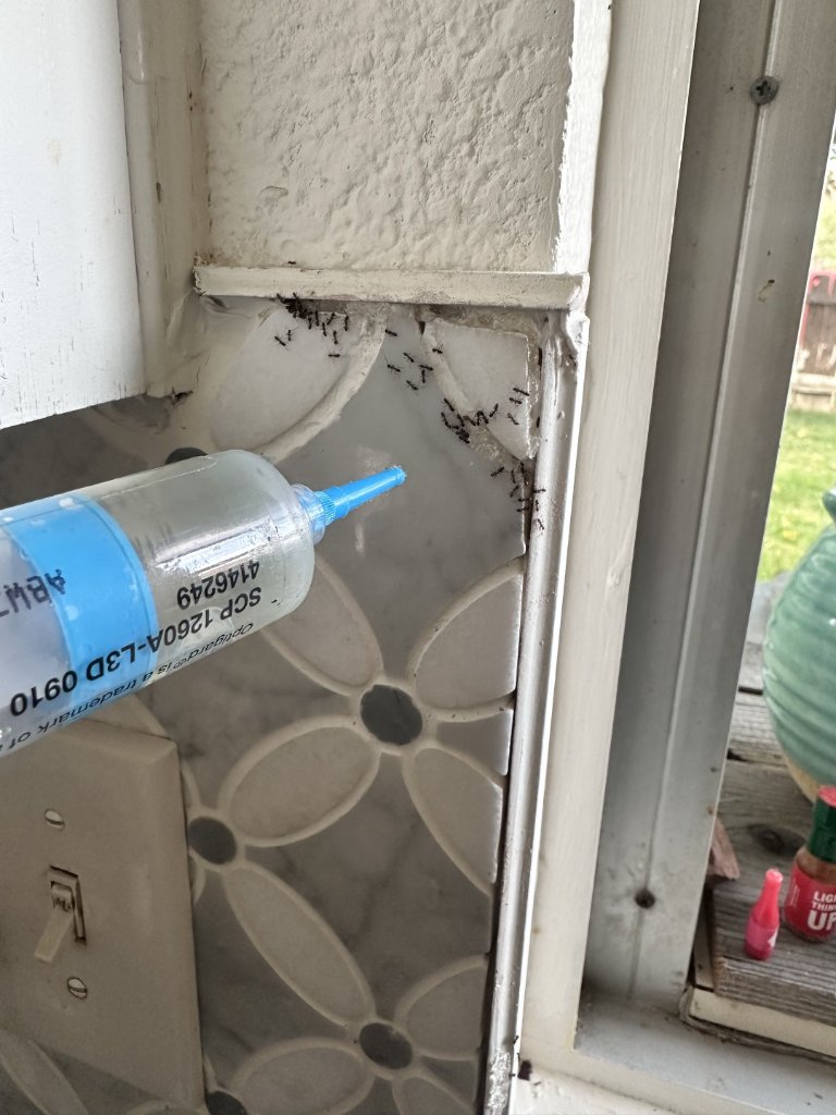 Argentine ants trailing along a baseboard in a San Diego kitchen