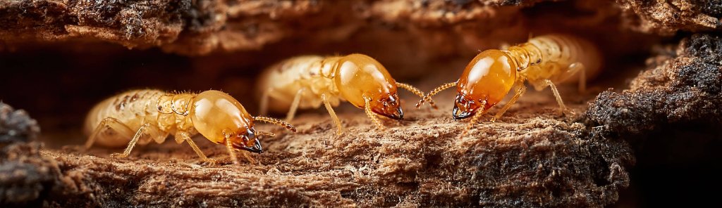Live termites on wood