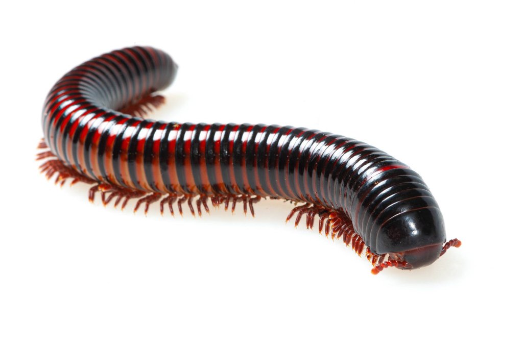 Millipedes