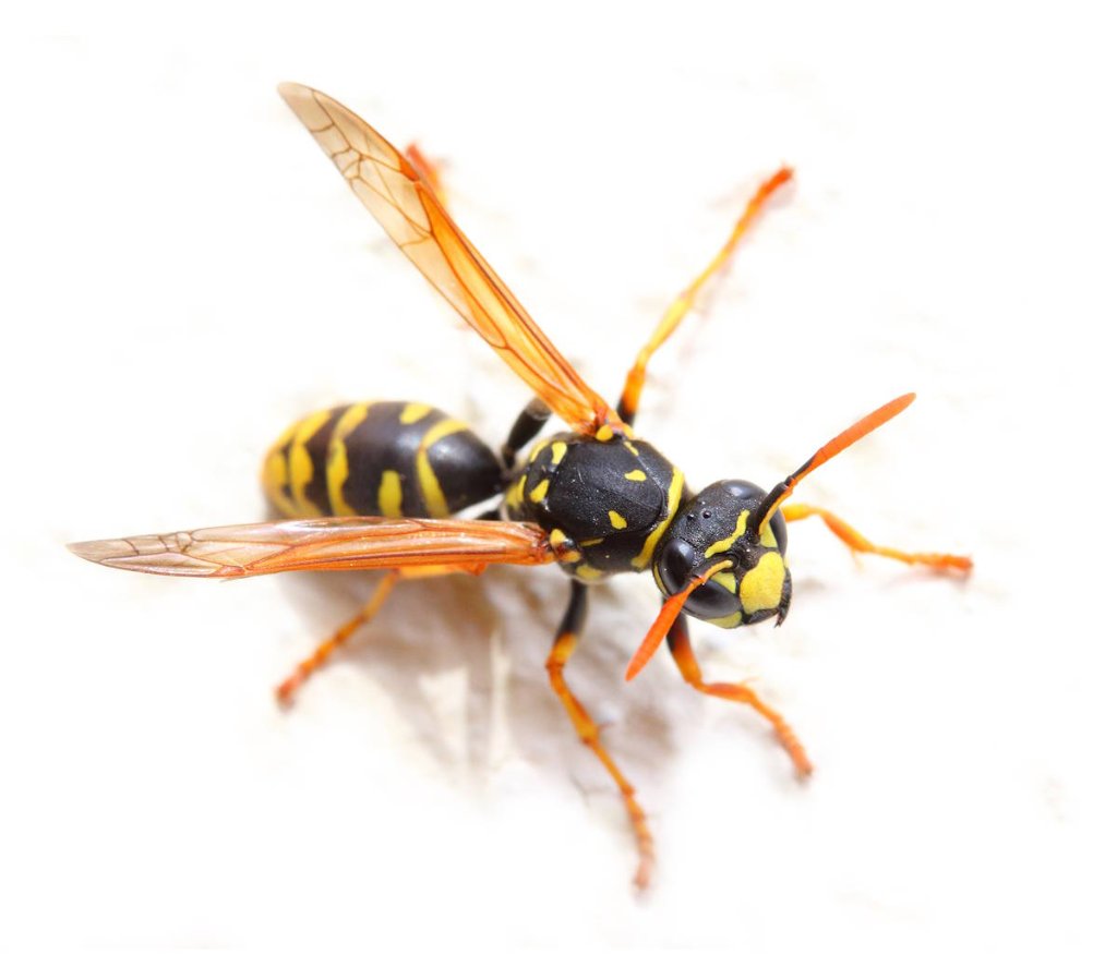 Yellow Jackets