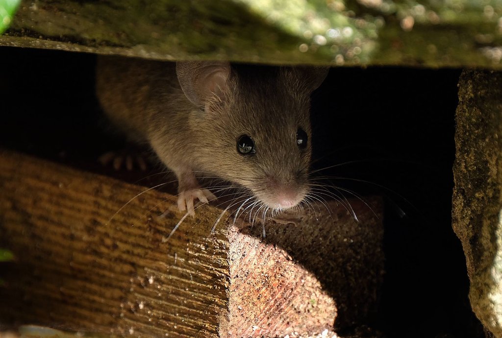 Mouse peeking out from hiding
