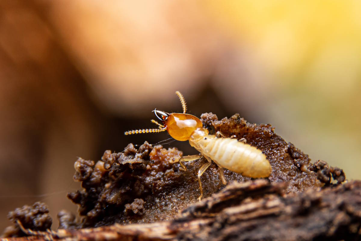 An annual termite inspection is a “must” to protect your home!