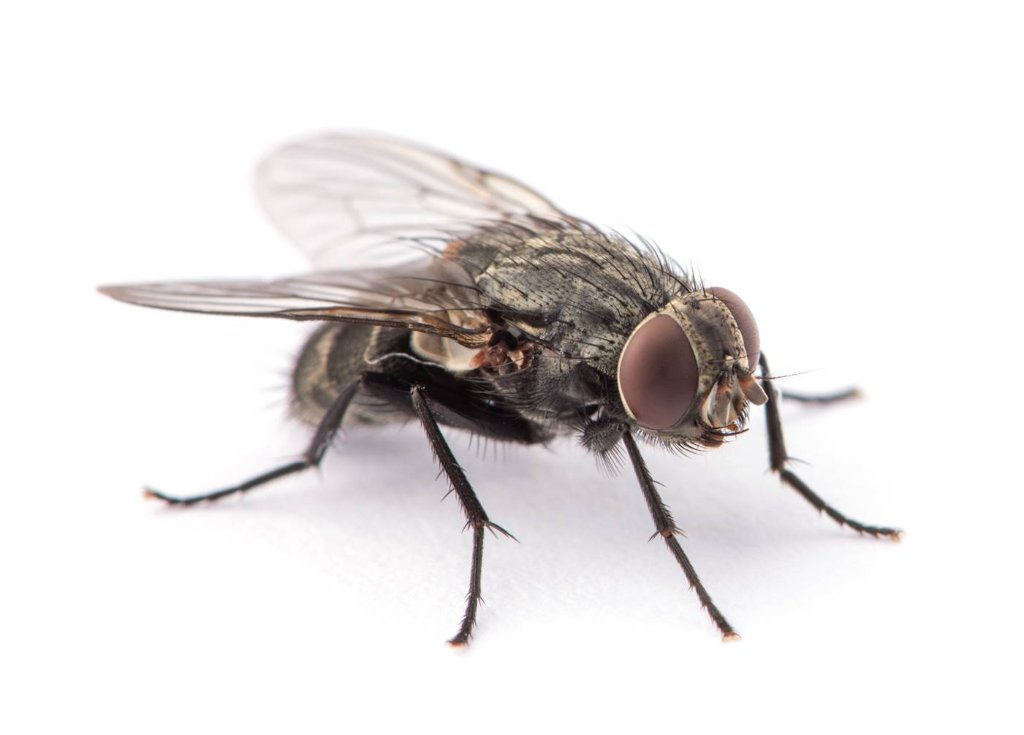 House Flies