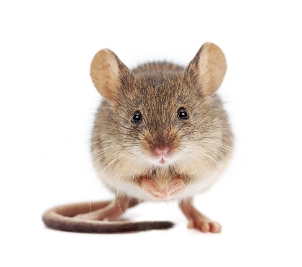Mice