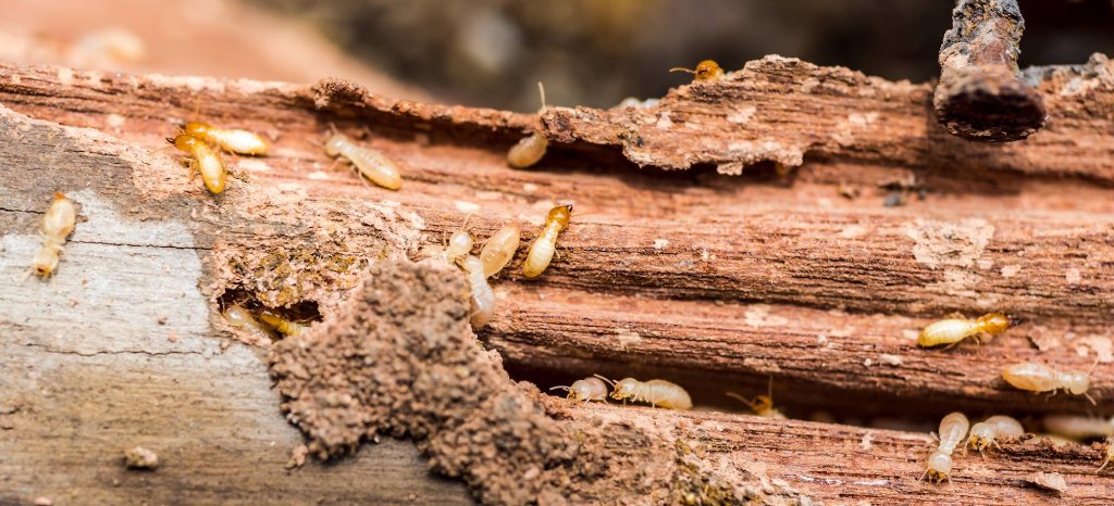 Termite damaged wood