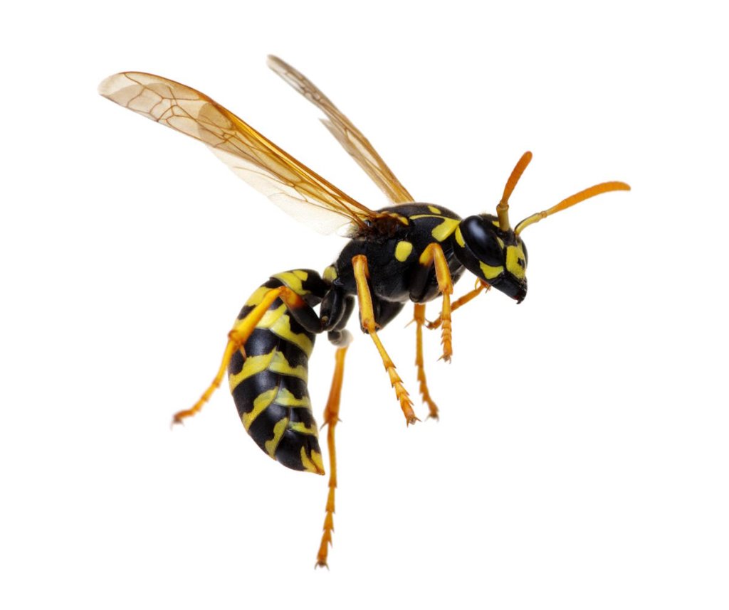 Wasps