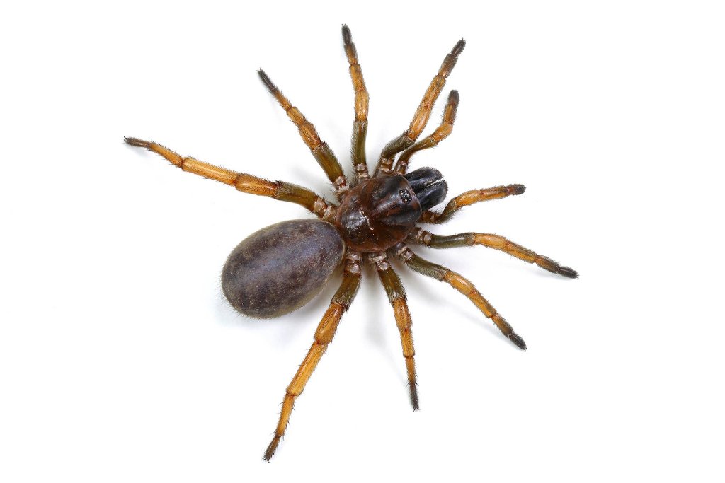 Spiders