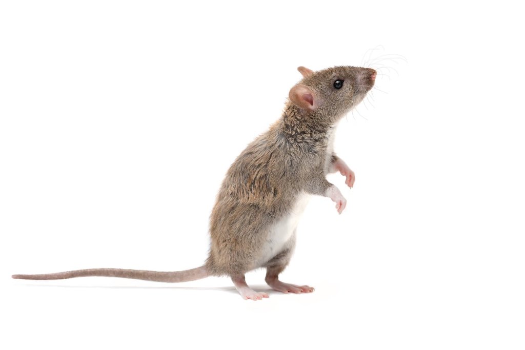 Rats