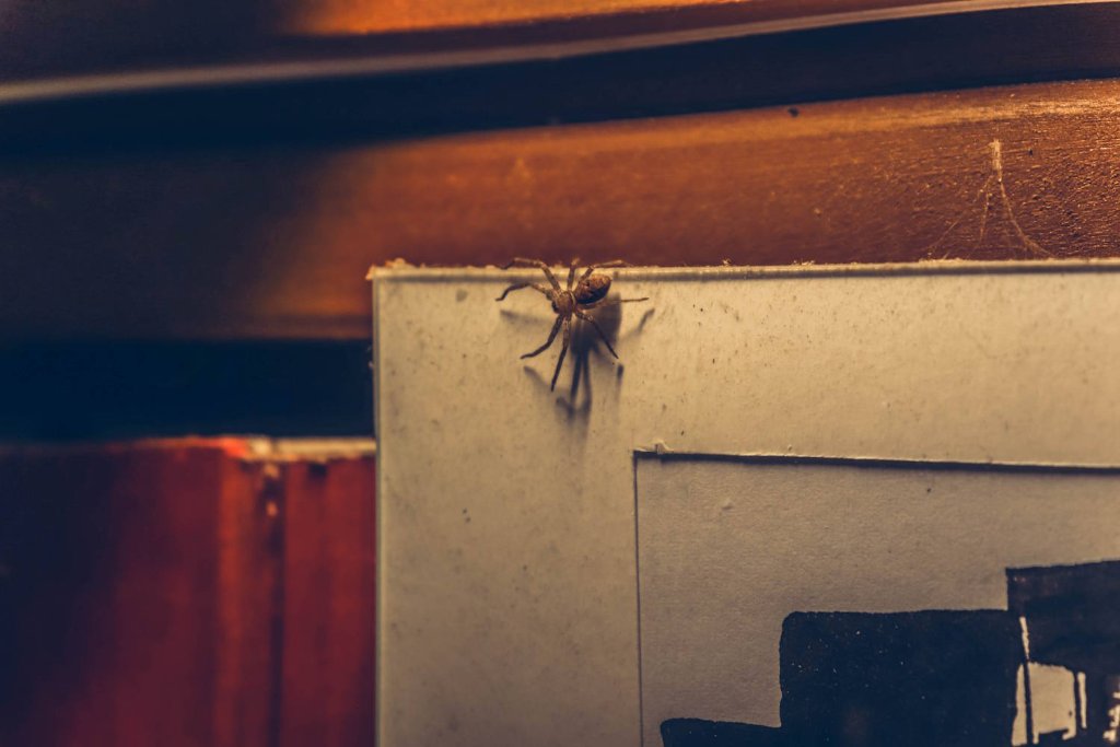 Spider crawling on dusty shelf in home