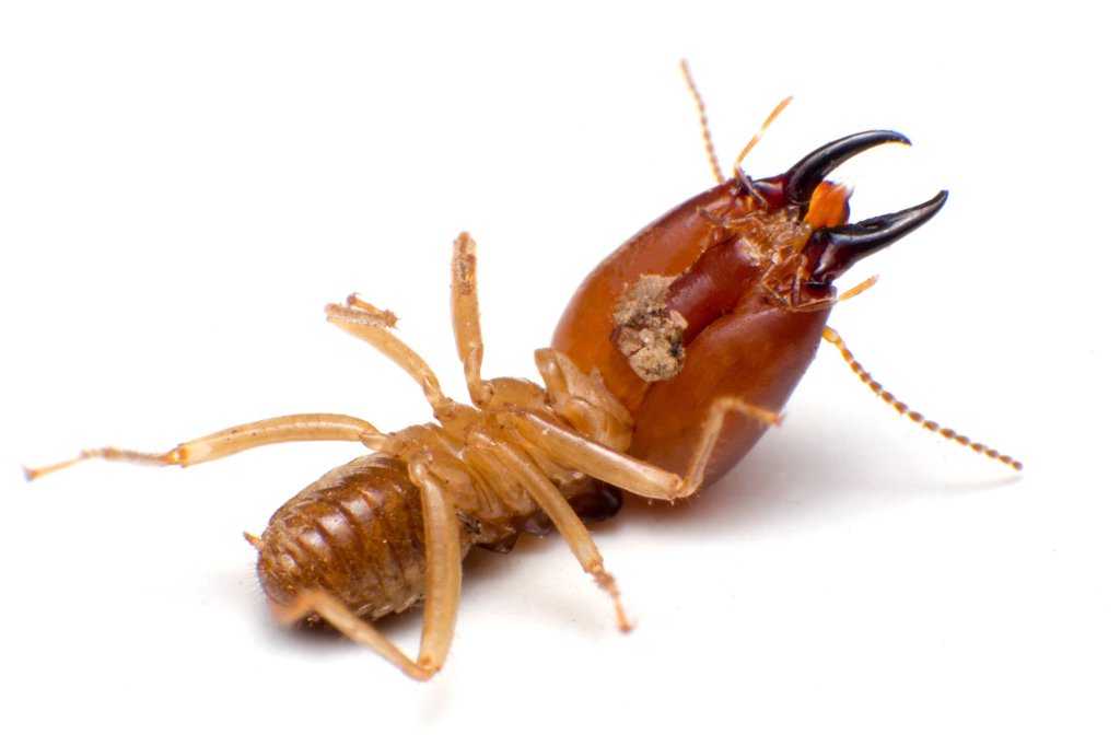 Termite soldier close-up