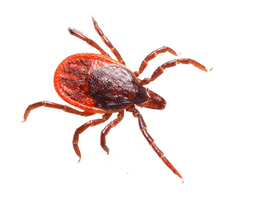 Ticks