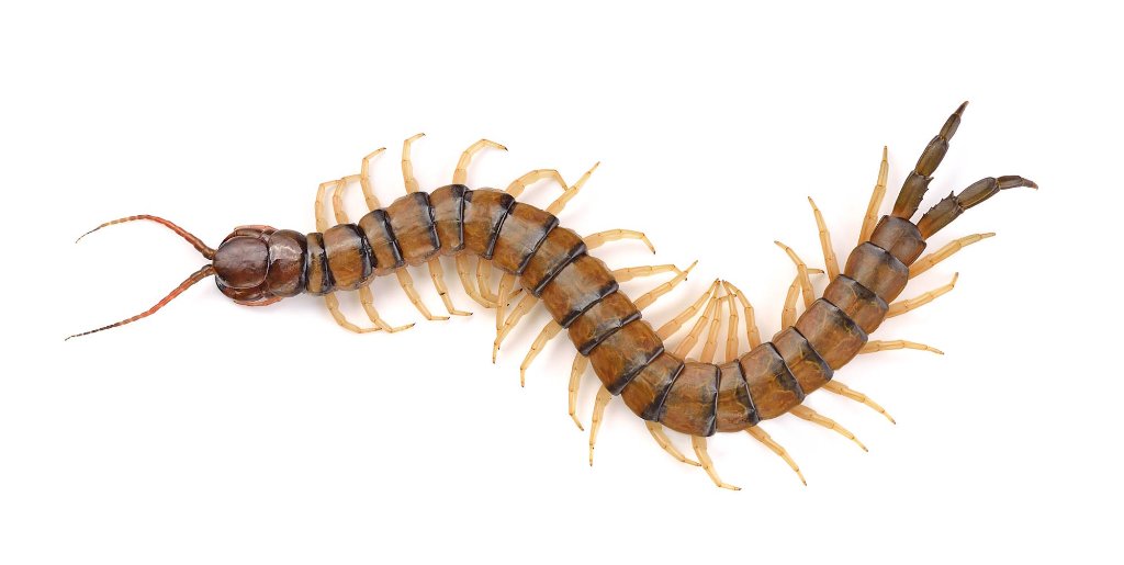 Centipedes