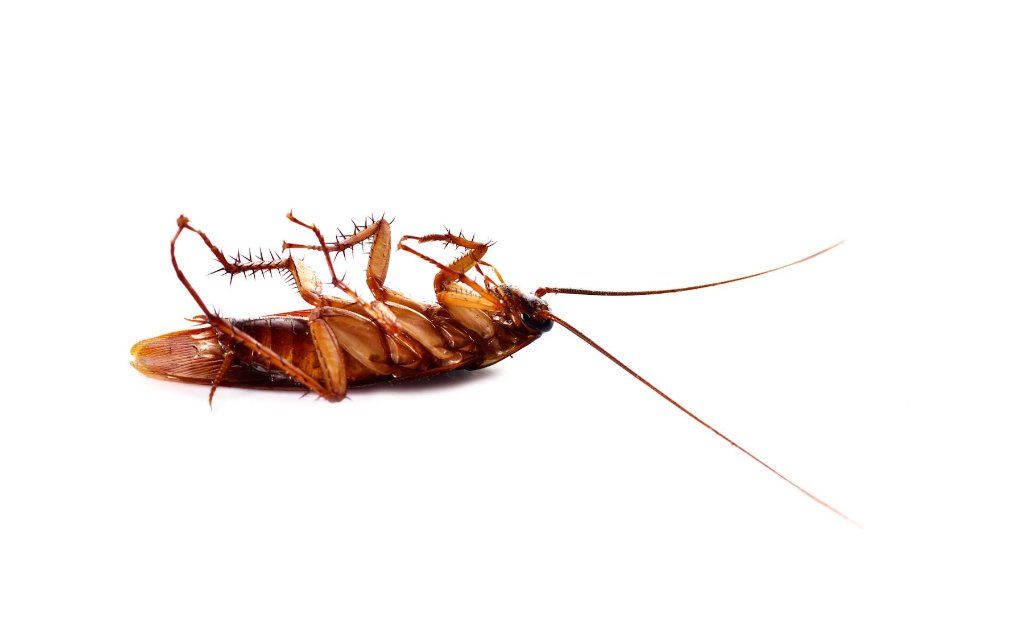 Cockroaches