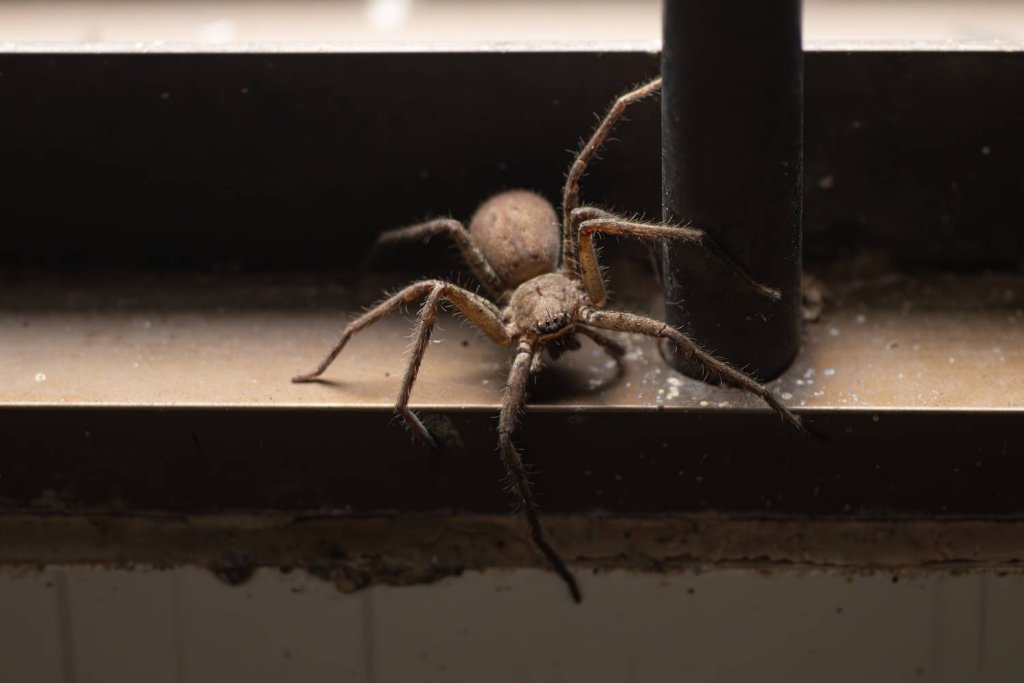 Spider crawling inside house on entertainment center
