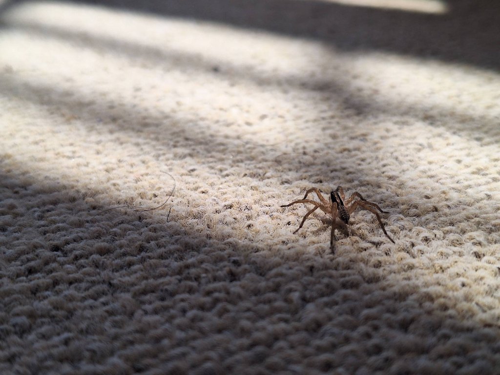 Spider on carpet in home