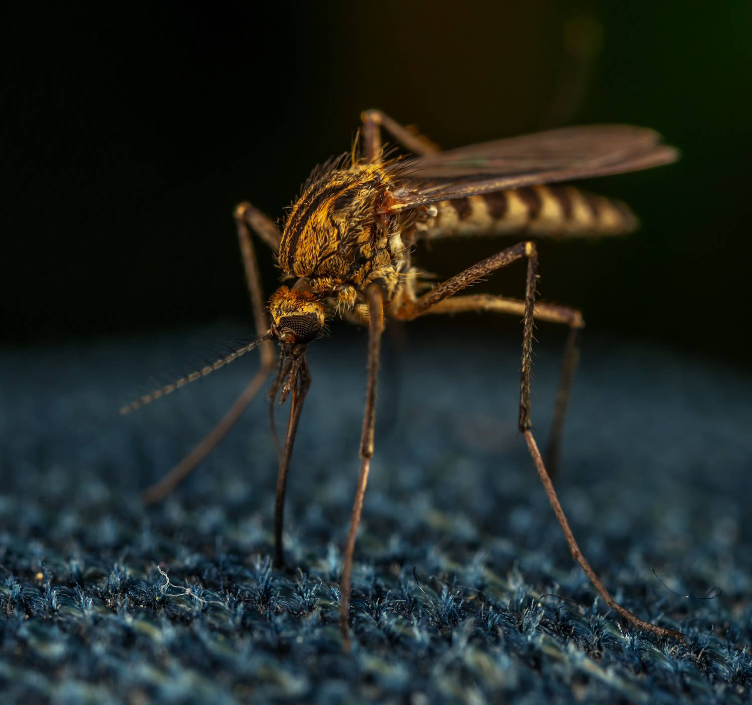 Professional mosquito treatment is a great way to reclaim your yard this fall!