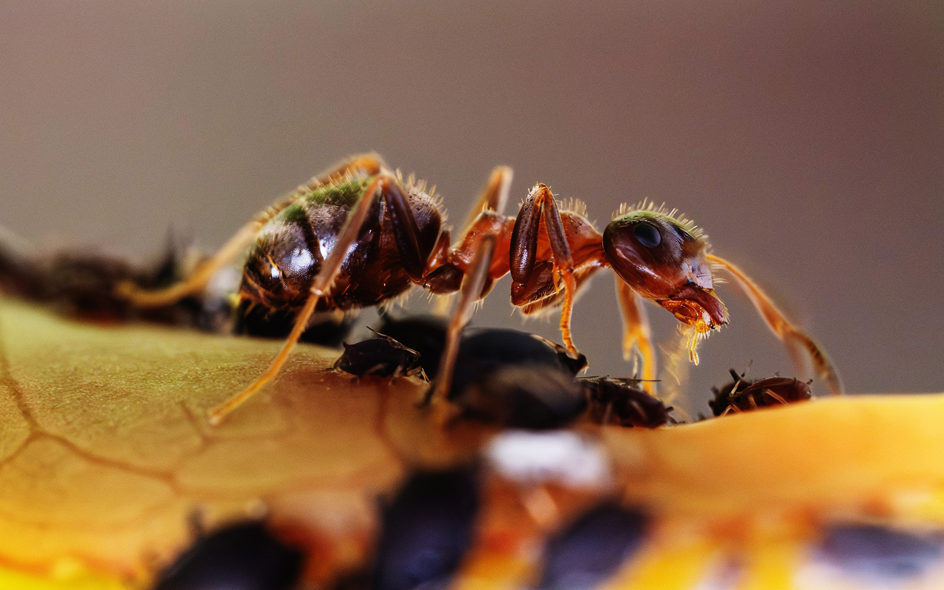 Three easy ways to pest-proof your home for the fall season