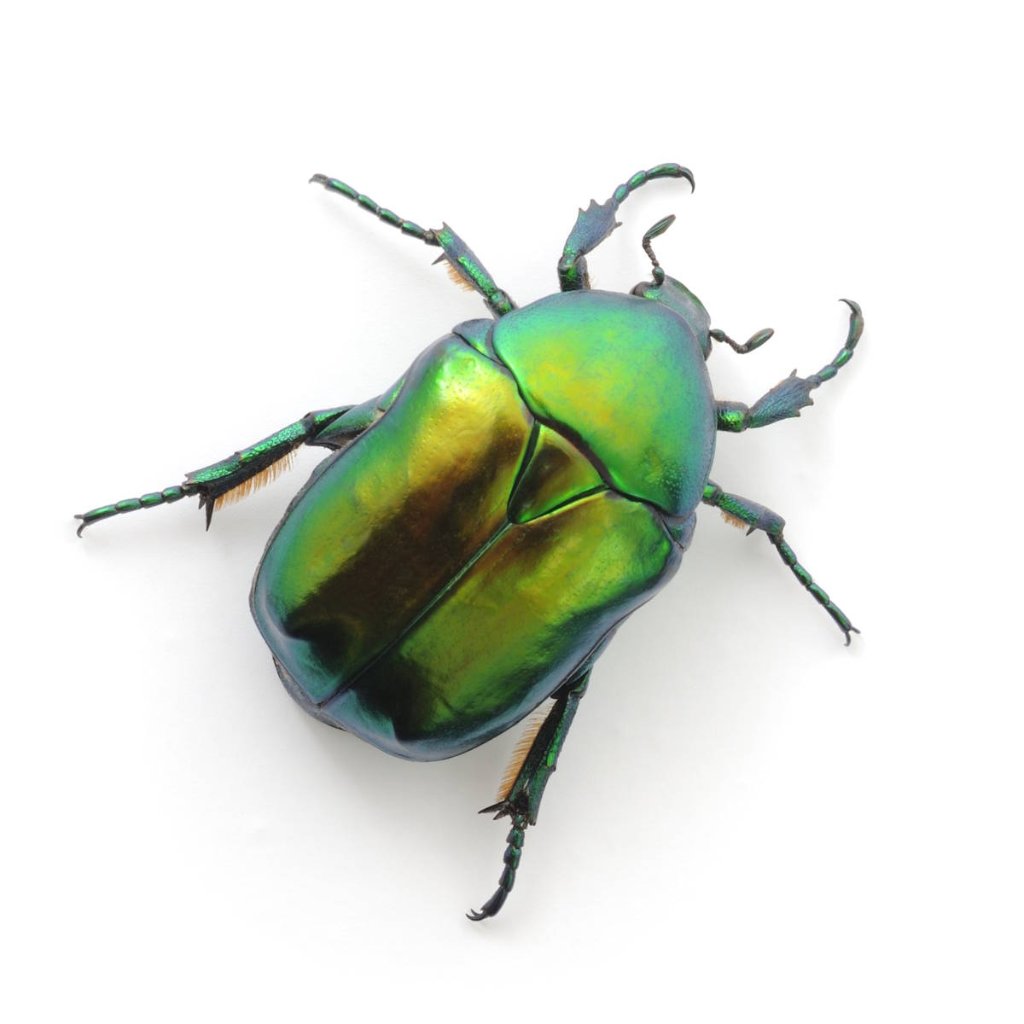 June Bugs