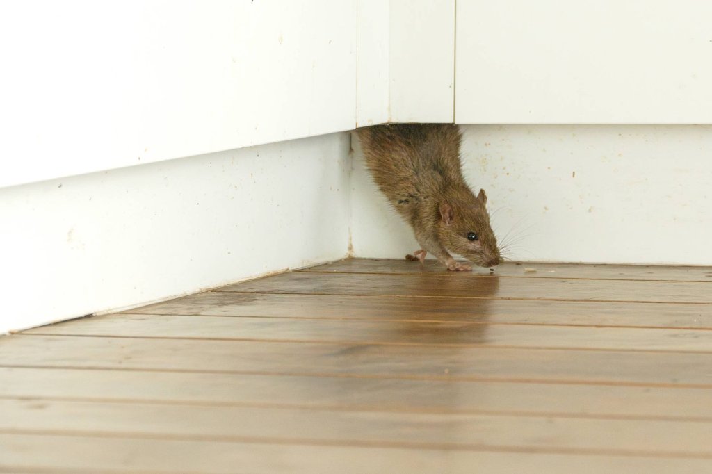 Rat coming out from behind wood paneling