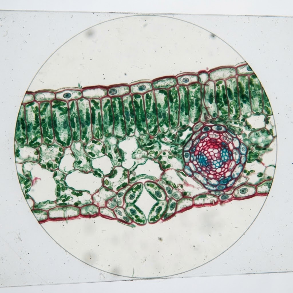 Leaf Cross-Section