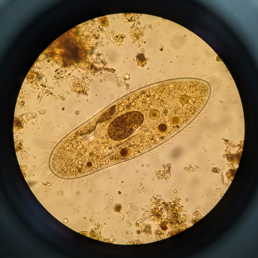 Paramecium
