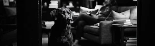 A trainer coaching a dog and its owner during a private in-home training session