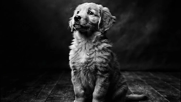 A young puppy learning focus and communication during early foundation training