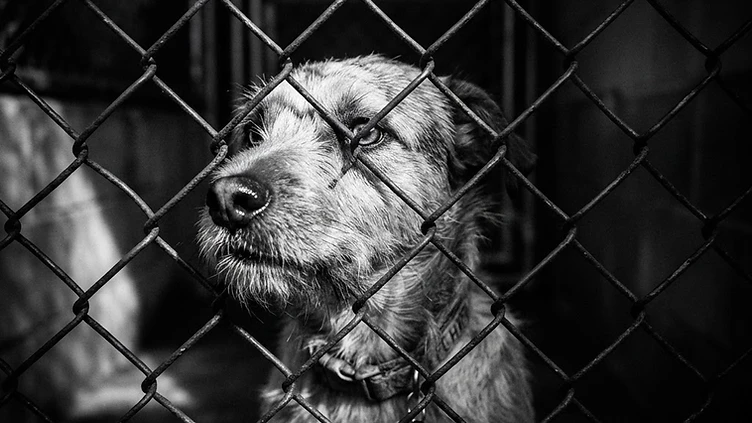A rescue dog settling calmly into its new home with structured training