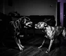 Why Dogs Fight in the Same Household — and What It Takes to Restore Harmony