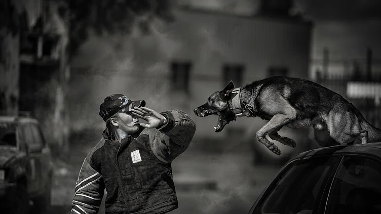 A protection K9 performing controlled work with a certified police K9 decoy