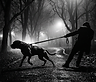 Why Your Dog Pulls on the Leash — and How to Finally Fix It
