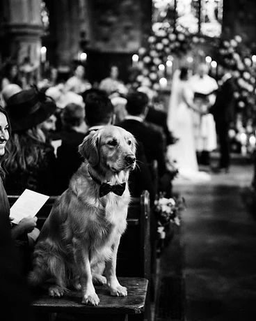A professional handler accompanying a dog during custom transport and handling services — additional program photo