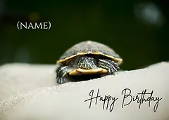 Terrapin Birthday