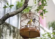 Nostalgia Card by ViewThroughJen'sLens - A charming birdcage adorned with decorative elements, featuring a colorful bird inside, suspended from a tree branch amid greenery