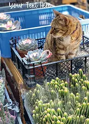 Nostalgia Card by ViewThroughJen'sLens - A tabby cat sitting in a black crate surrounded by various succulent plants and cacti, with blue containers in the background