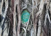 Nostalgia Card by ViewThroughJen'sLens - A green plaque reading "Hong Kong" partially obscured by thick, intertwining tree roots, creating a natural frame around the sign.