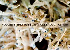 Stinky