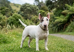 Miniature Bull Terrier