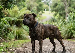 Staffordshire Bull Terrier