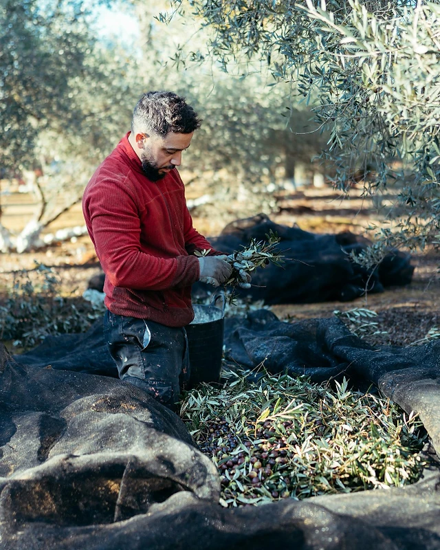 Olive harvester in a red jacket kneeling in an olive grove, inspecting a bunch of olive branches over black harvest nets