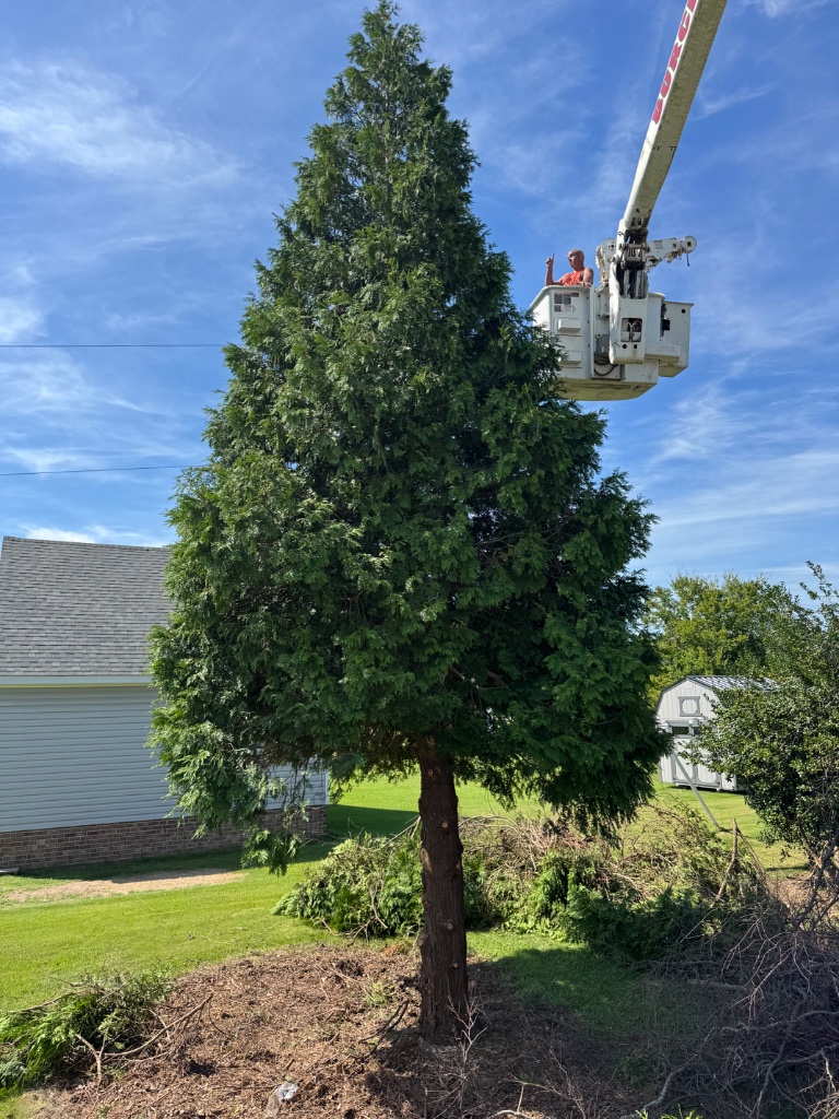 Tree Trimming & Pruning
