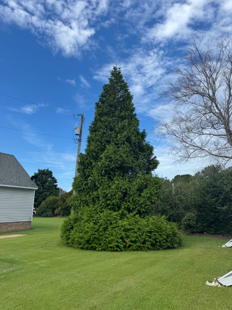Storm Debris Removal